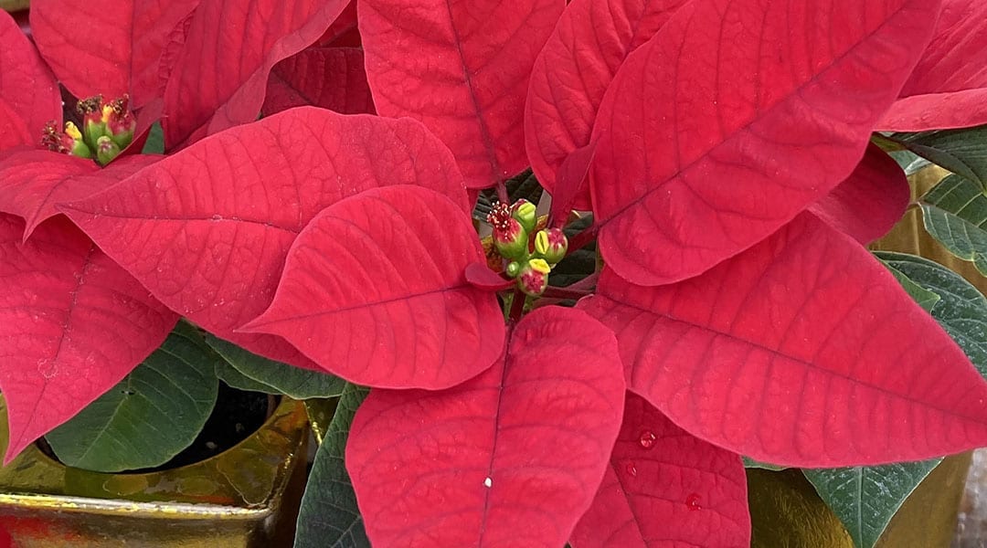 How-to Care for Your Poinsettia