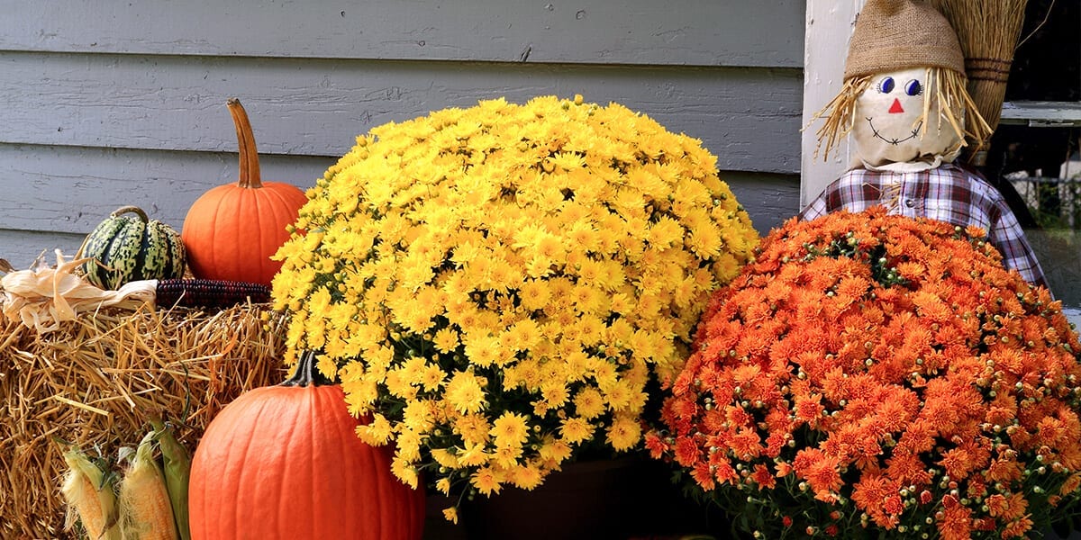 platt-hill-decorate-with-pumpkins-chrysanthemums