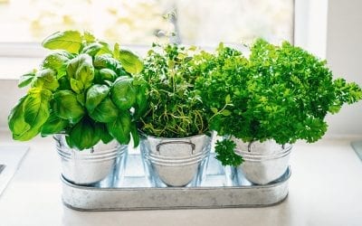 Herbs You Can Grow Inside All Year
