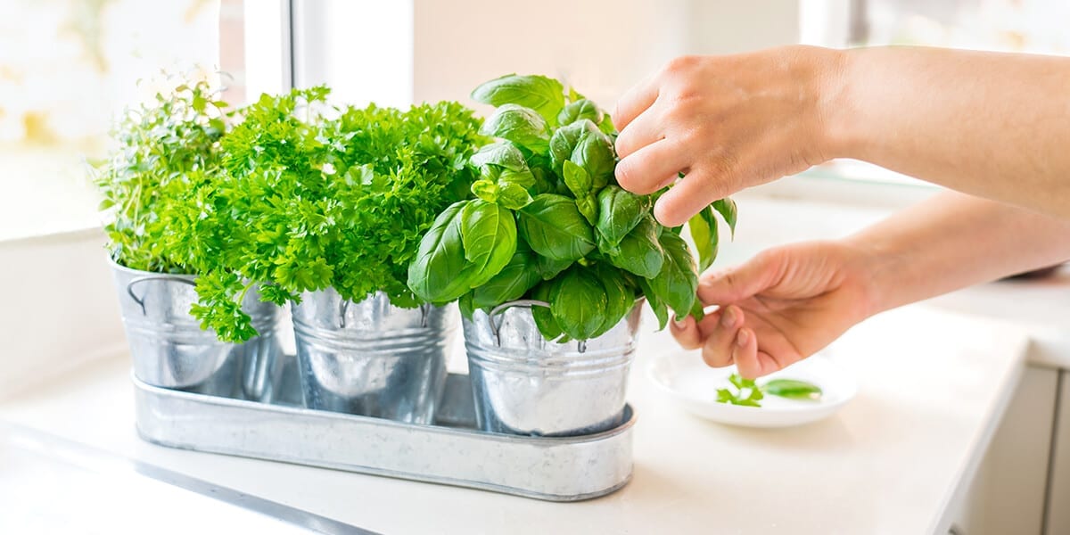 platt-hill-grow-herbs-indoors-basil-parsley-hands