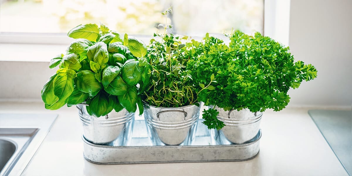 Herbs You Can Grow Inside All Year - Platt Hill Nursery - Blog & Advice