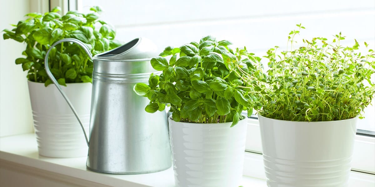 platt-hill-grow-herbs-indoors-basil-windowsill