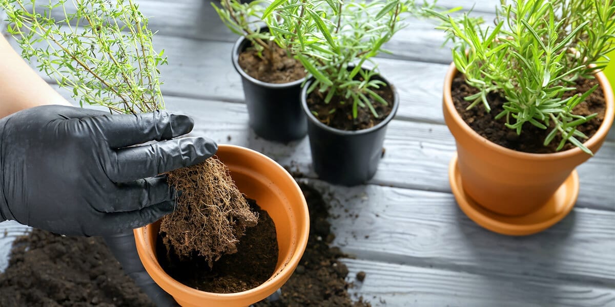 platt-hill-grow-herbs-indoors-repotting-thyme-rosemary