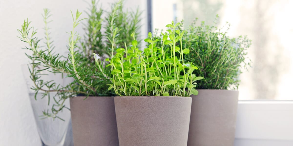 platt-hill-grow-herbs-indoors-thyme-rosemary-window