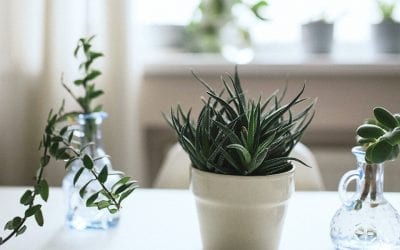 Keeping Your Succulents Alive in Fall and Winter