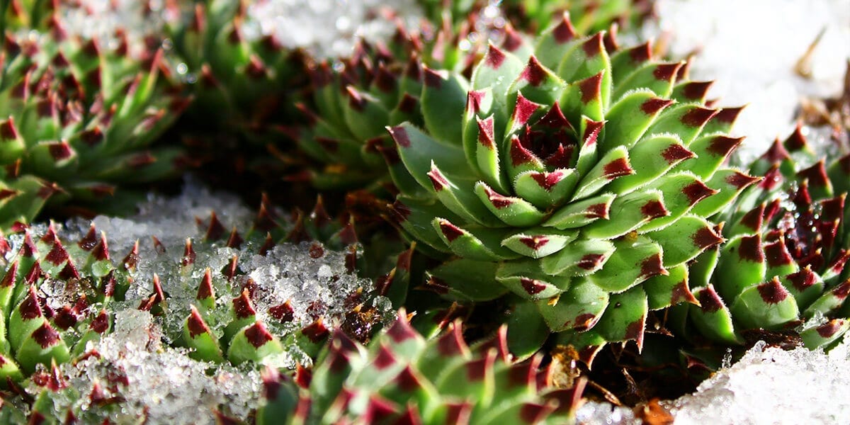 Keeping Your Succulents Alive in Fall and Winter