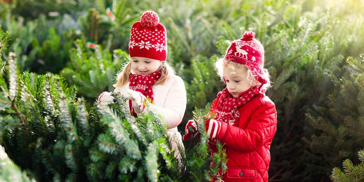 platt-hill-artificial-vs-fresh-christmas-trees-kids-choosing