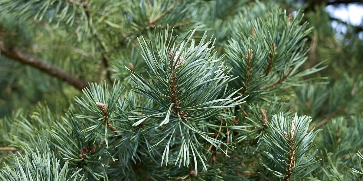 platt-hill-fresh-scotch-pine