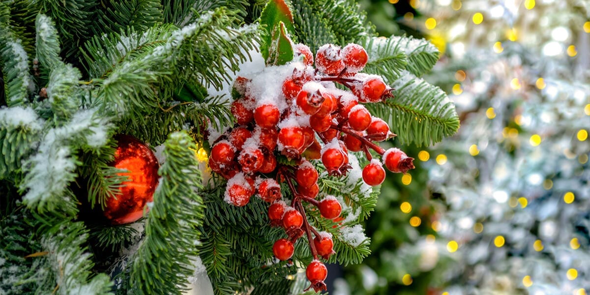 platt-hill-fresh-christmas-tree-with-berries
