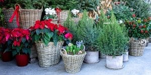 platt-hill-holiday-gift-guide-2020-plants-decor-poinsettias