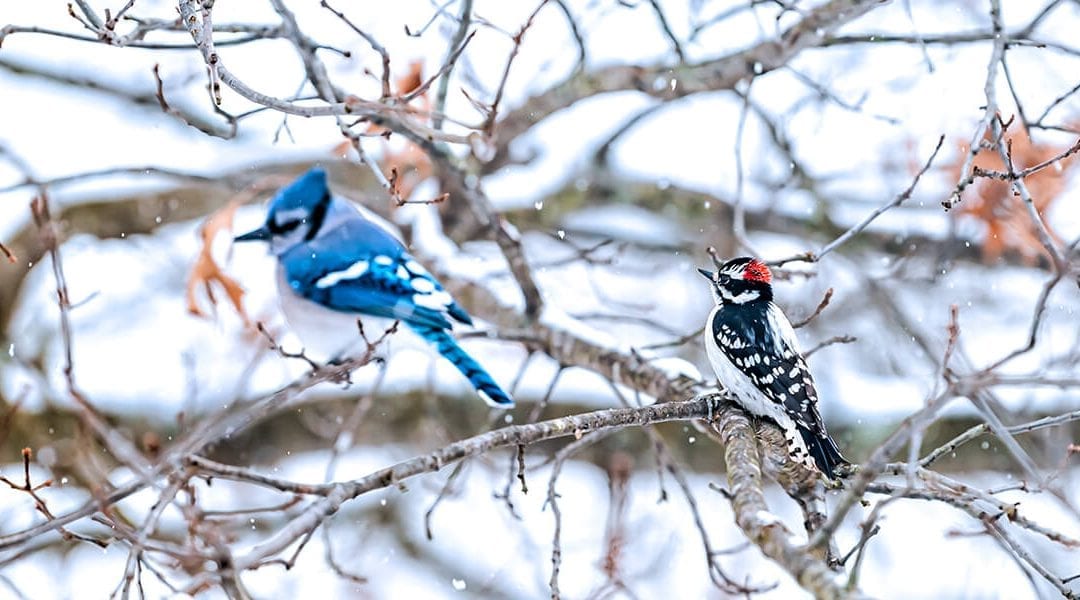 How to Be a Friend to the Birds This Winter