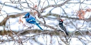 platt-hill-winter-bird-care-blue-jay-woodpecker