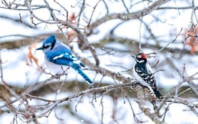 How to Be a Friend to the Birds This Winter