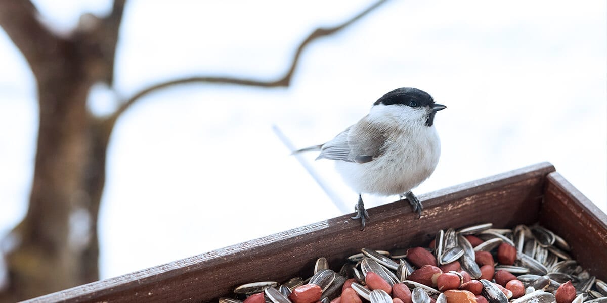 platt-hill-winter-bird-care-chickadee