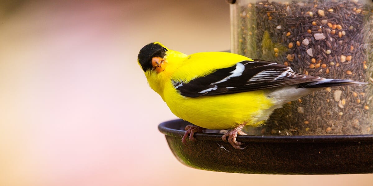 platt-hill-winter-bird-care-goldfinch-on-feeder