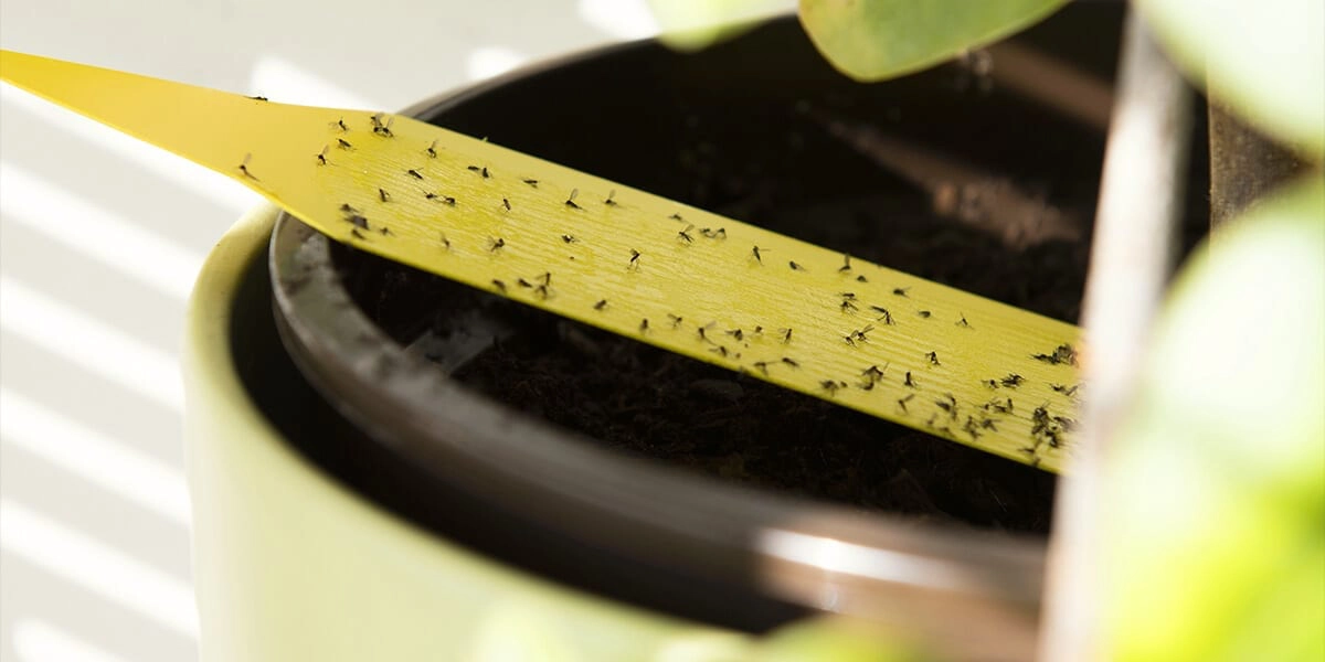 platt-hill-3-houseplant-pests-fungas-gnats