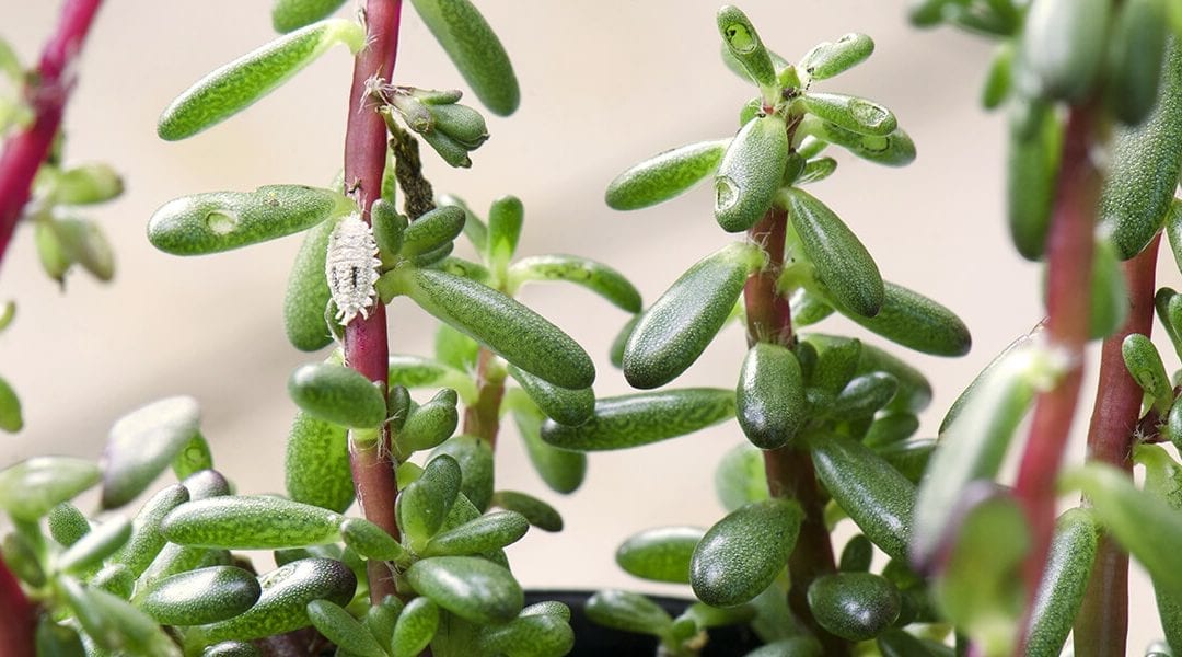 How To Prevent Bugs In Your Houseplants