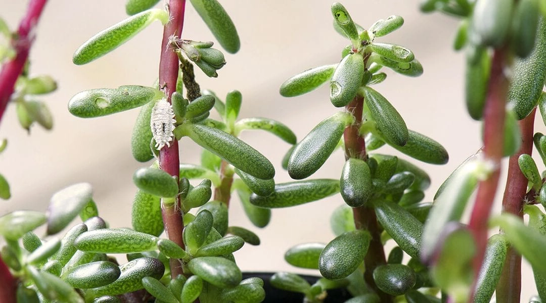 platt-hill-3-houseplant-pests-mealybug-on-succulent