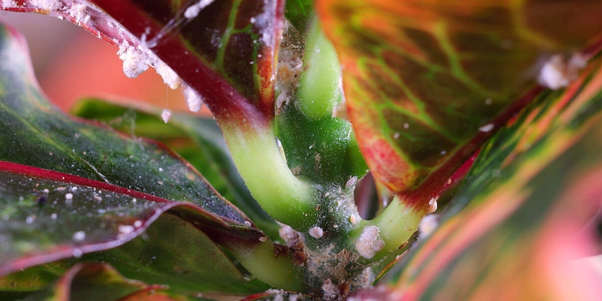 platt-hill-3-houseplant-pests-mealybugs-on-croton