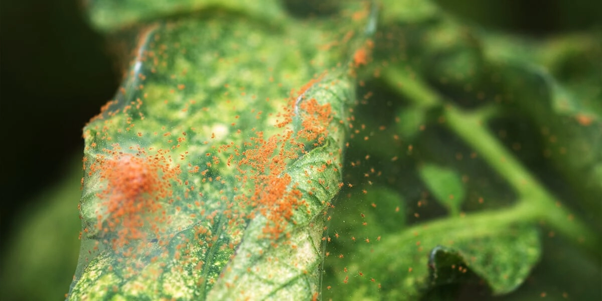 platt-hill-3-houseplant-pests-spider-mites-on-houseplant