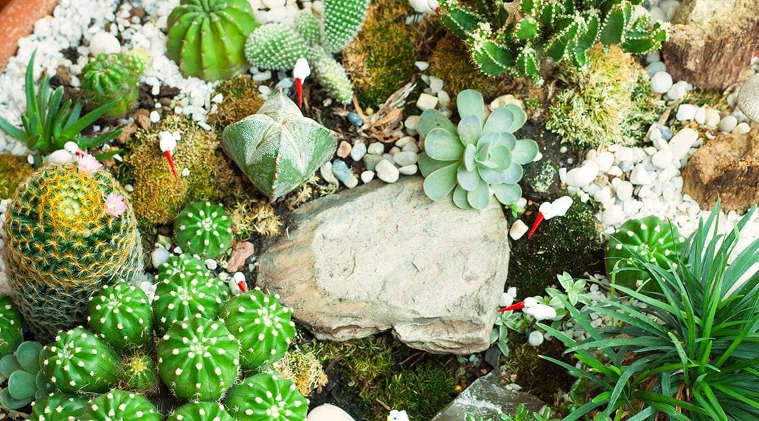 Create Your Own Miniature Garden Indoors