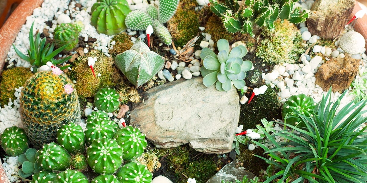 indoor miniature garden plants