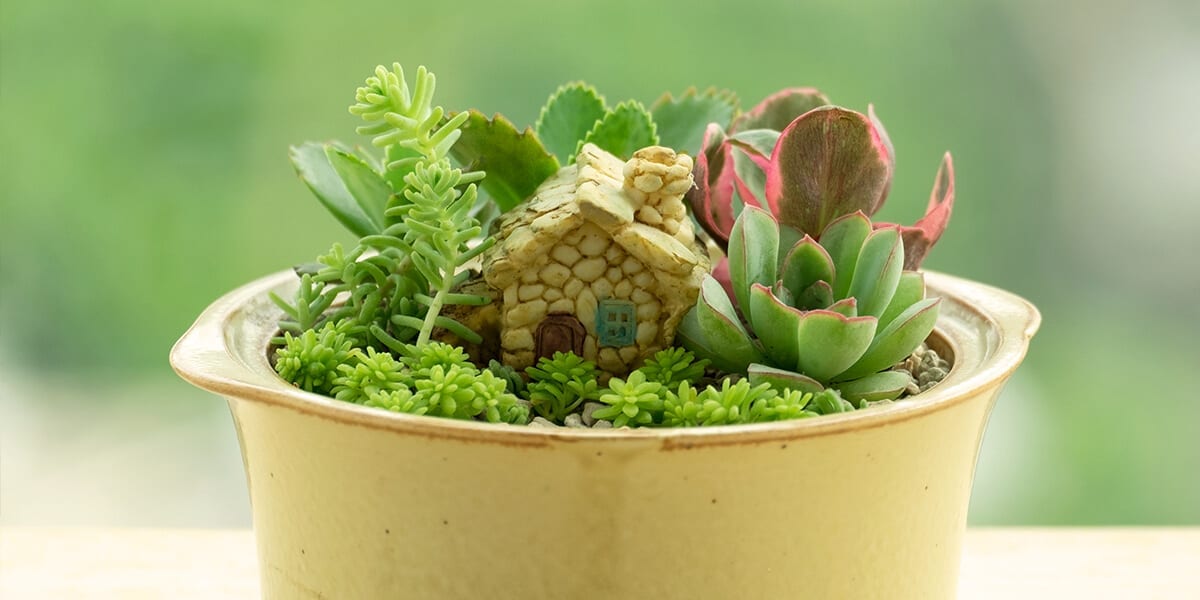 platt-hill-DIY-mini-garden-succulents-tiny-home