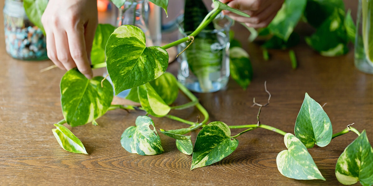 platt-hill-advanced-houseplant-care-pothos-cutting-propagation