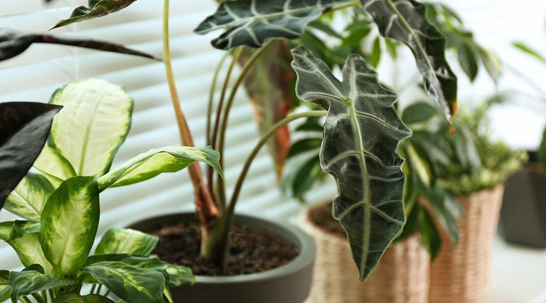 These Will Be the Hottest Houseplants of 2021