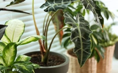 These Will Be the Hottest Houseplants of 2021