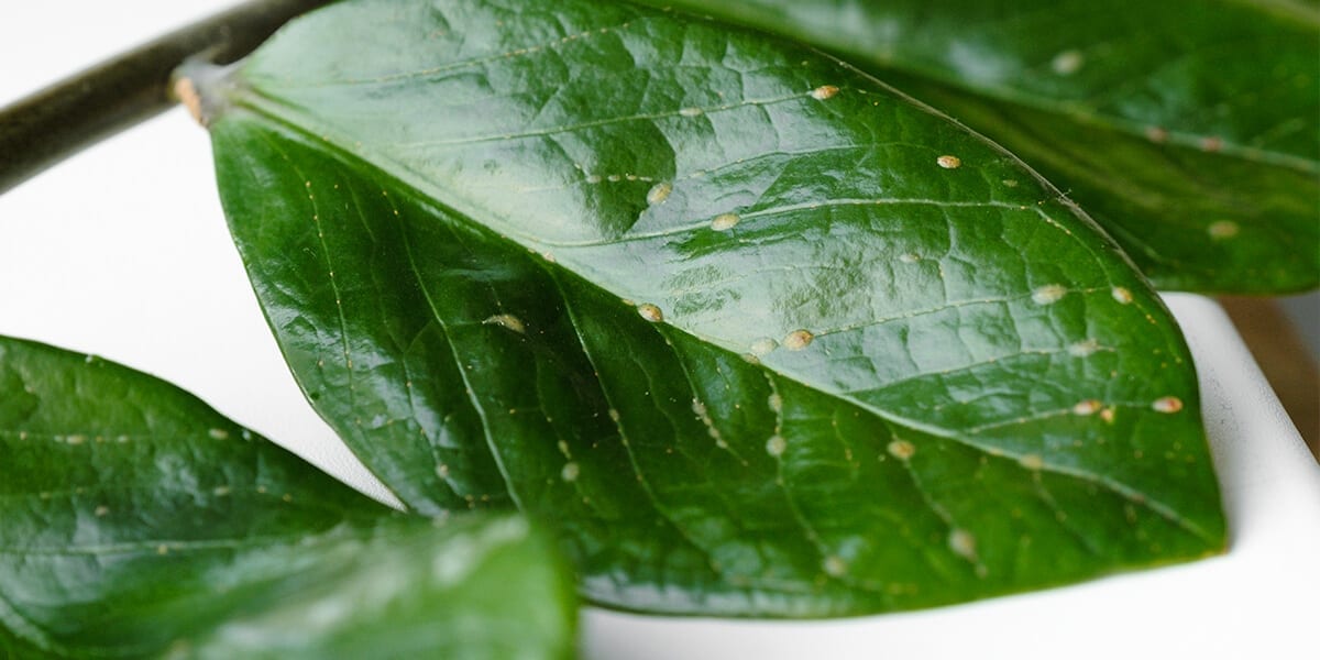 platt-hill-indoor-plant-pests-scale-insects-on-leaf