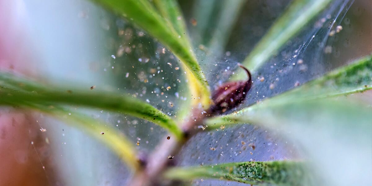 platt-hill-indoor-plant-pests-spider-mites-webs
