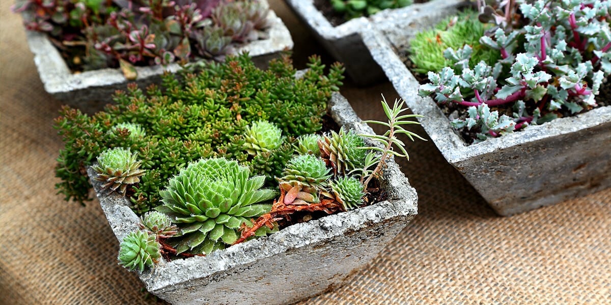 platt-hill-last-minute-gifts-miniature-garden-succulents