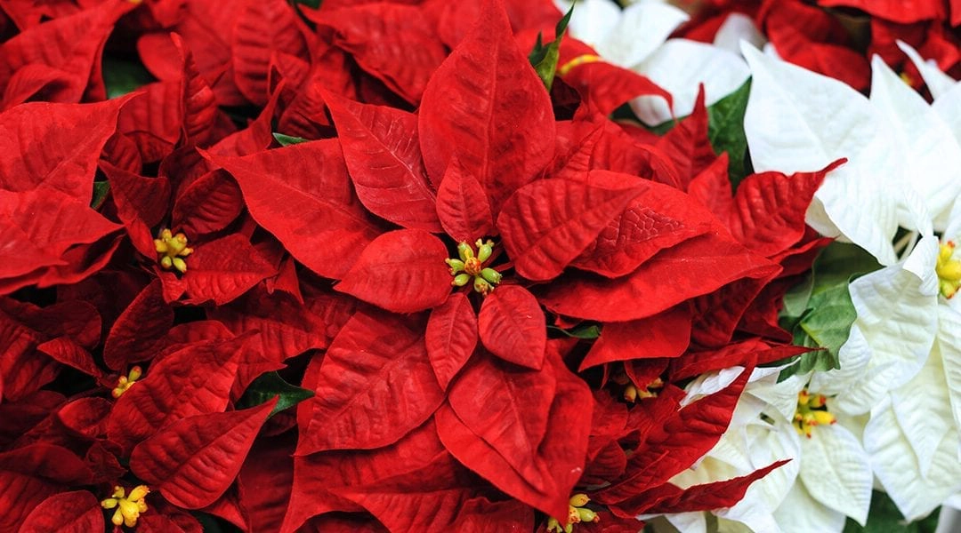 platt-hill-poinsettia-myths-poinsettia-red-white