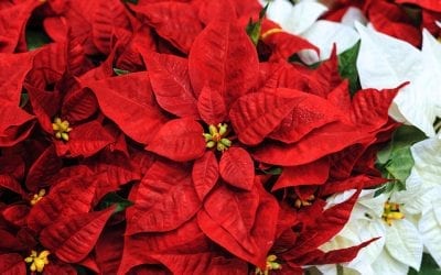 6 Surprising Poinsettia Myths Debunked