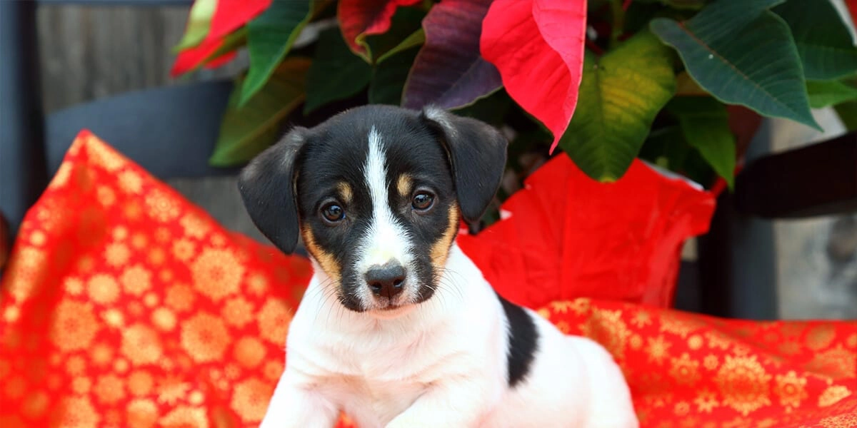 platt-hill-poinsettia-myths-puppy-with-poinsettia
