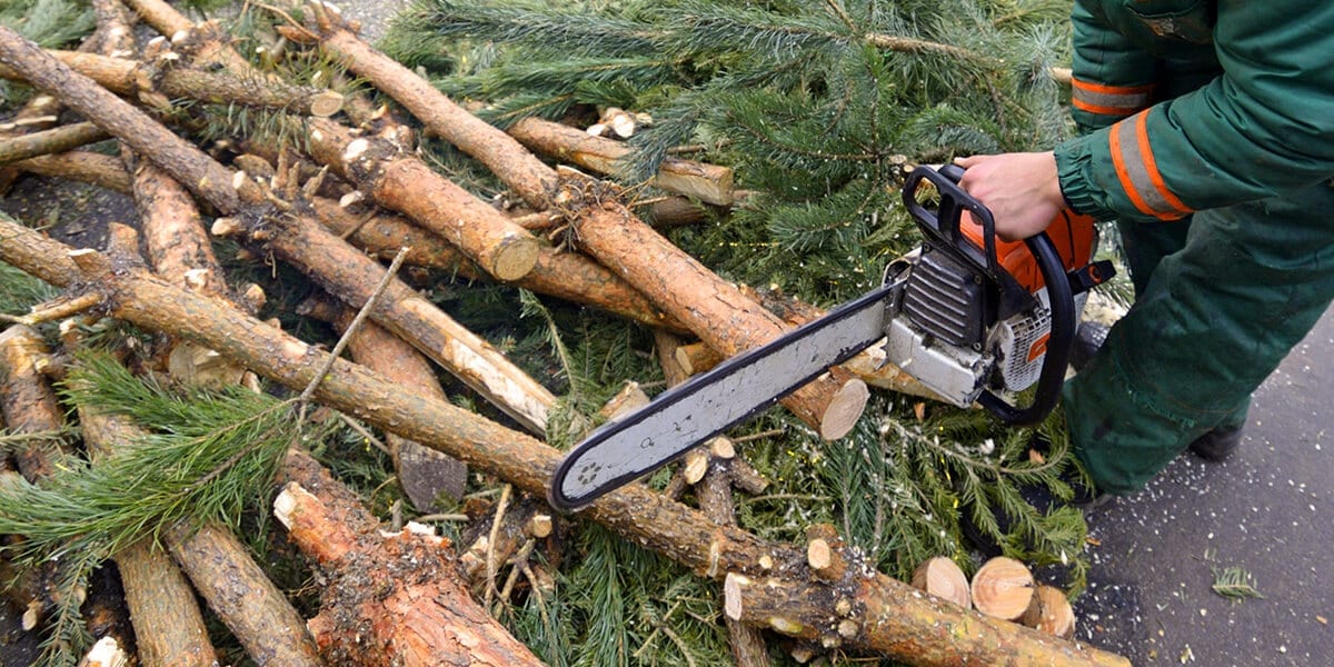 platt-hill-recycle-reuse-christmas-tree-chainsaw-fire-wood