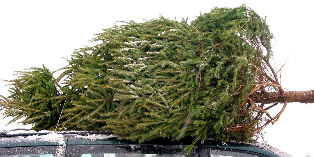platt-hill-recycle-reuse-christmas-tree-on-car-roof