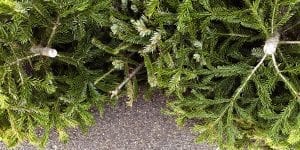 platt-hill-recycle-reuse-christmas-tree-on-pavement