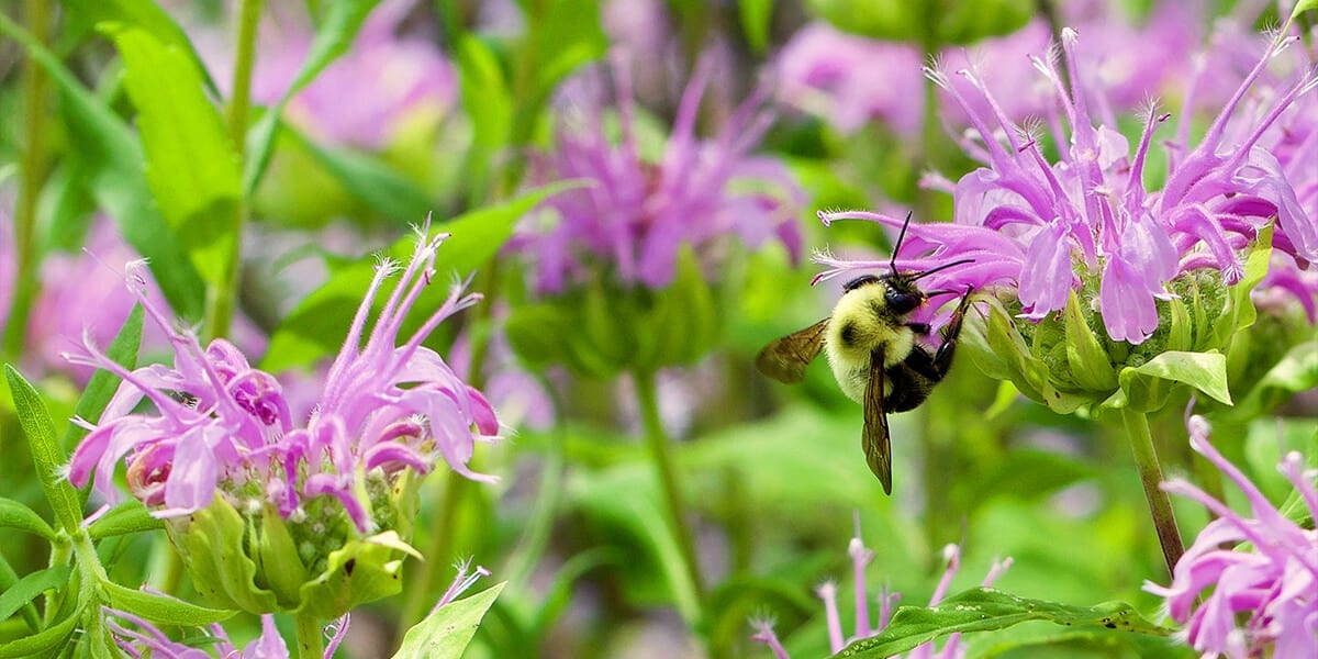 platt-hill-update-your-landscape-2021-bee-pollinator