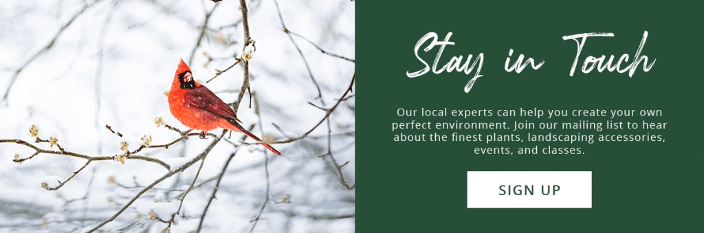 platt-hill-winter-bird-care-cardinal-subscribe-button