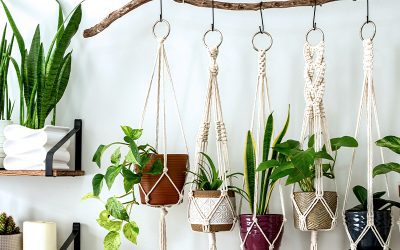 A Guide to Advanced Indoor Plant Care