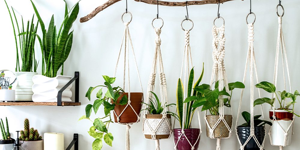 All of The Essential Houseplant Accessories Every Indoor Plant