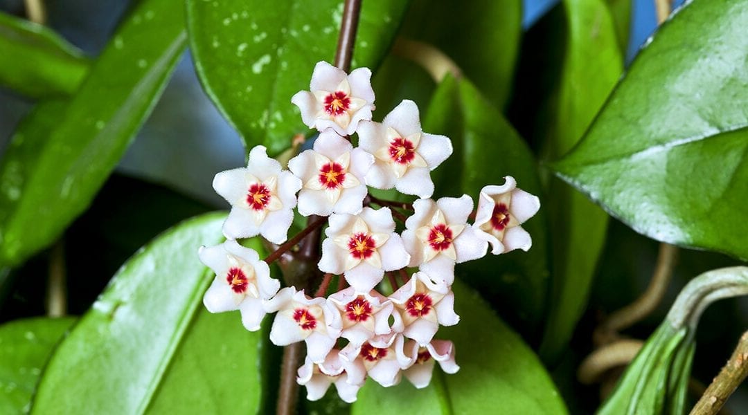 platt-hill-hoya-plant-care-white-hoya-blooms-up-close