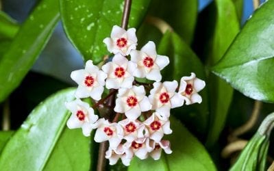 How to Care for Hoya Plants