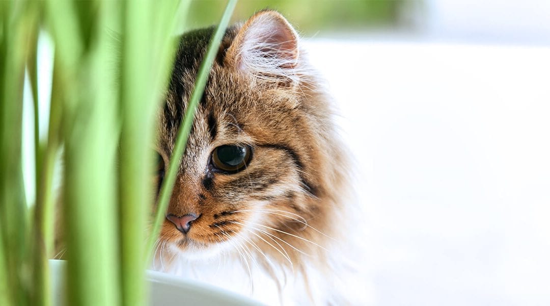 platt-hill-pet-safe-houseplants-cat-and-plant-up-close