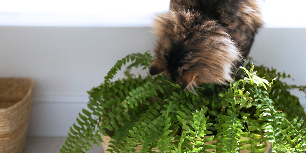 platt-hill-pet-safe-houseplants-cat-with-boston-fern