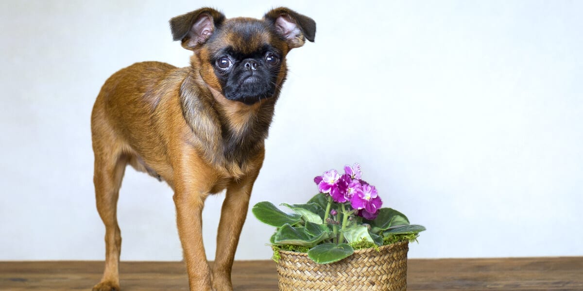 platt-hill-pet-safe-houseplants-griffon-dog-african-violet