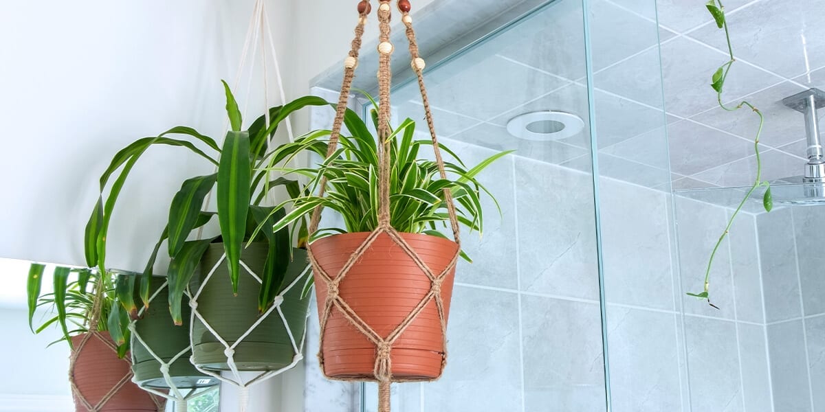platt-hill-pet-safe-houseplants-spider-plant-basket-in-bathroom