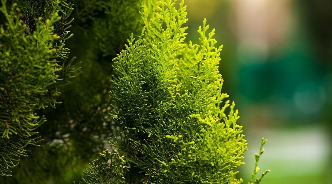 Emerald Green Arborvitae FAQs